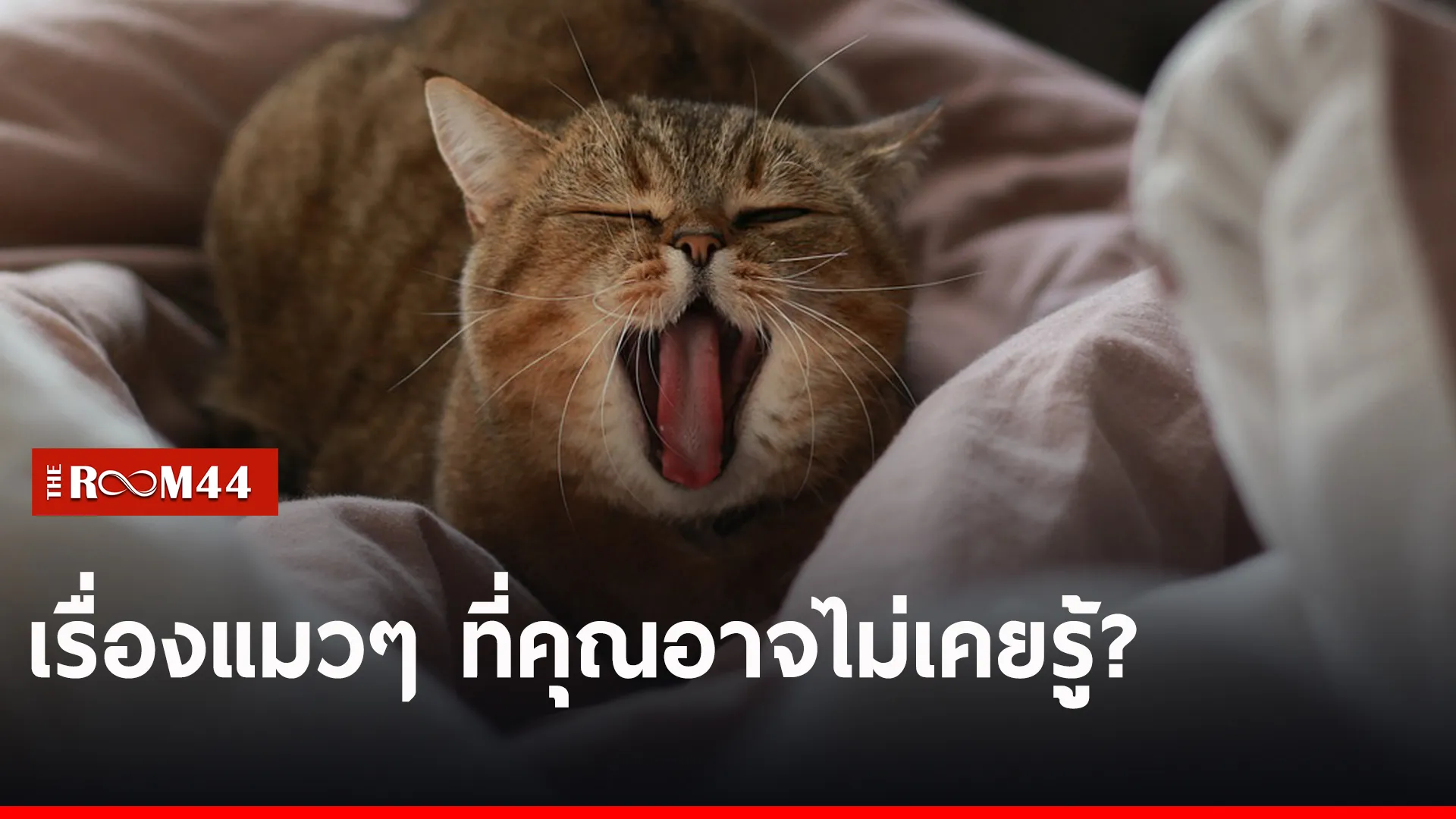 โโโโโโ
