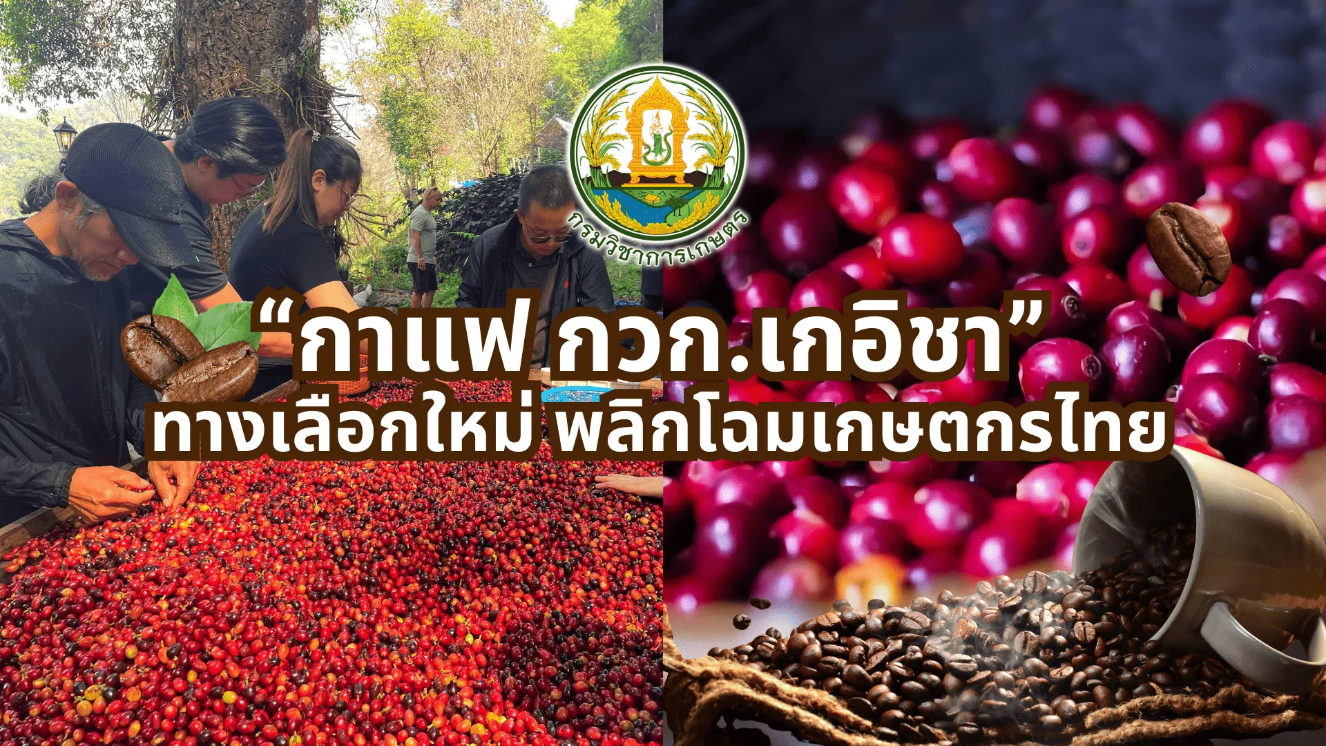 “กาแฟกวกเกอิชา”ทางเลือกใหม่พลิกโฉมเกษต(1)