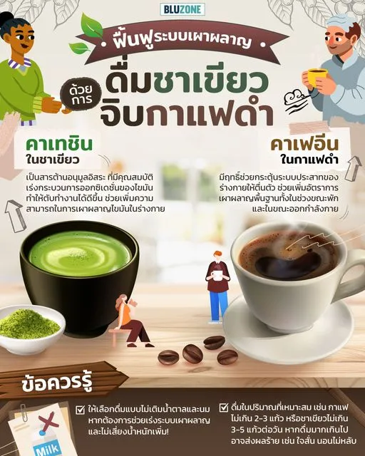 ฟื้นฟูระบบเผาผลาญด้วยการดื่มชาเขียวจิบกาแฟดำ!
