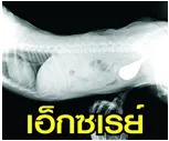 โรงพยาบาลสัตว์ชลบุรี(7)