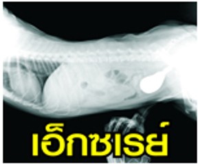โรงพยาบาลสัตว์ชลบุรี(7)