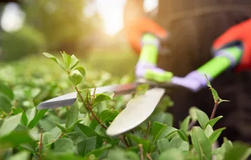 male-hands-cutting-bushes-with-big-scissors