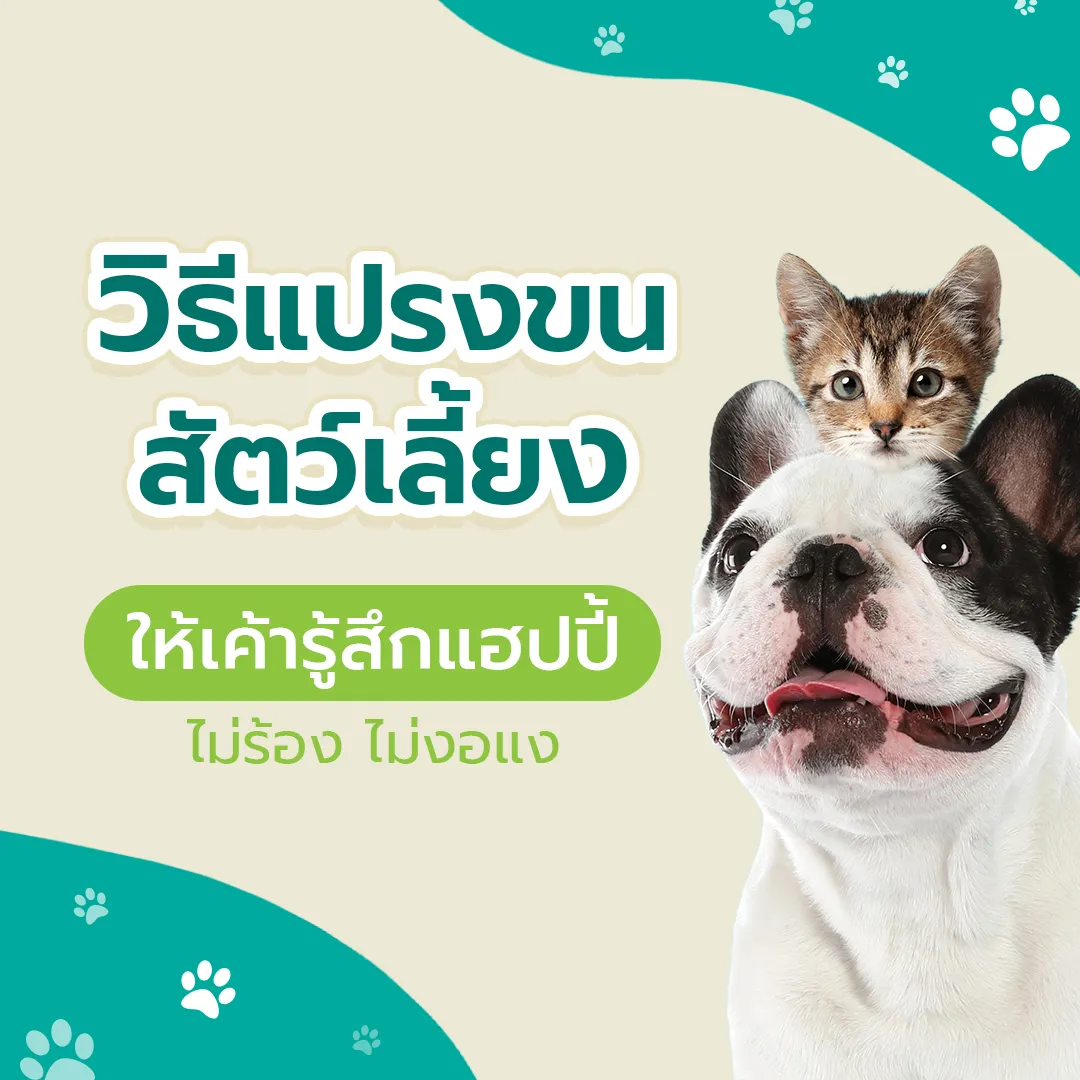petbrushวิธีแปรงขนสัตว์เลี้ยง-11Cover