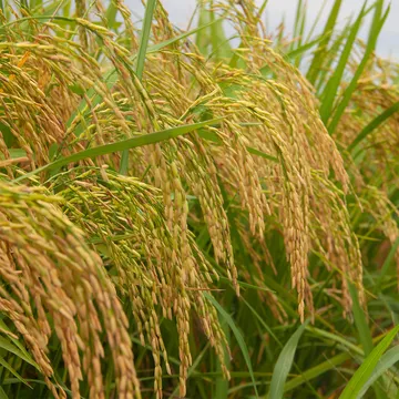 close-up-crops-growing-field