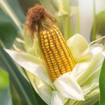 corn-stalk-ready-harvest-field