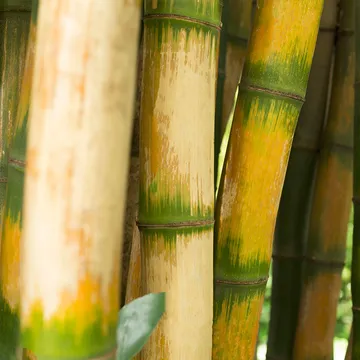 tropical-green-bamboo-forest