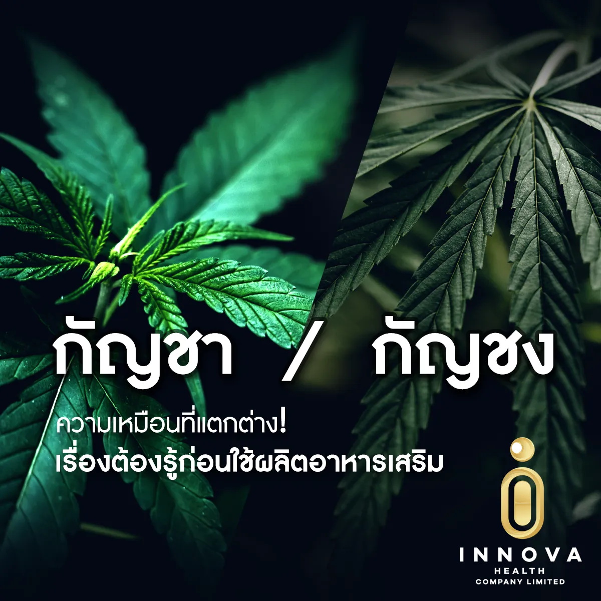 กัญชากัญชงความเหมือนที่แตกต่างเรื่องต้องรู้ก่อนใช้ผลิตอาหารเสริม