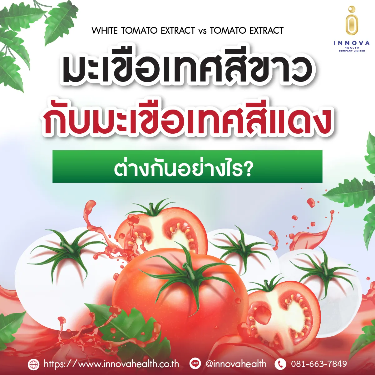 มะเขือเทศสีขาวกับมะเขือเทศสีแดงต่างกันอ