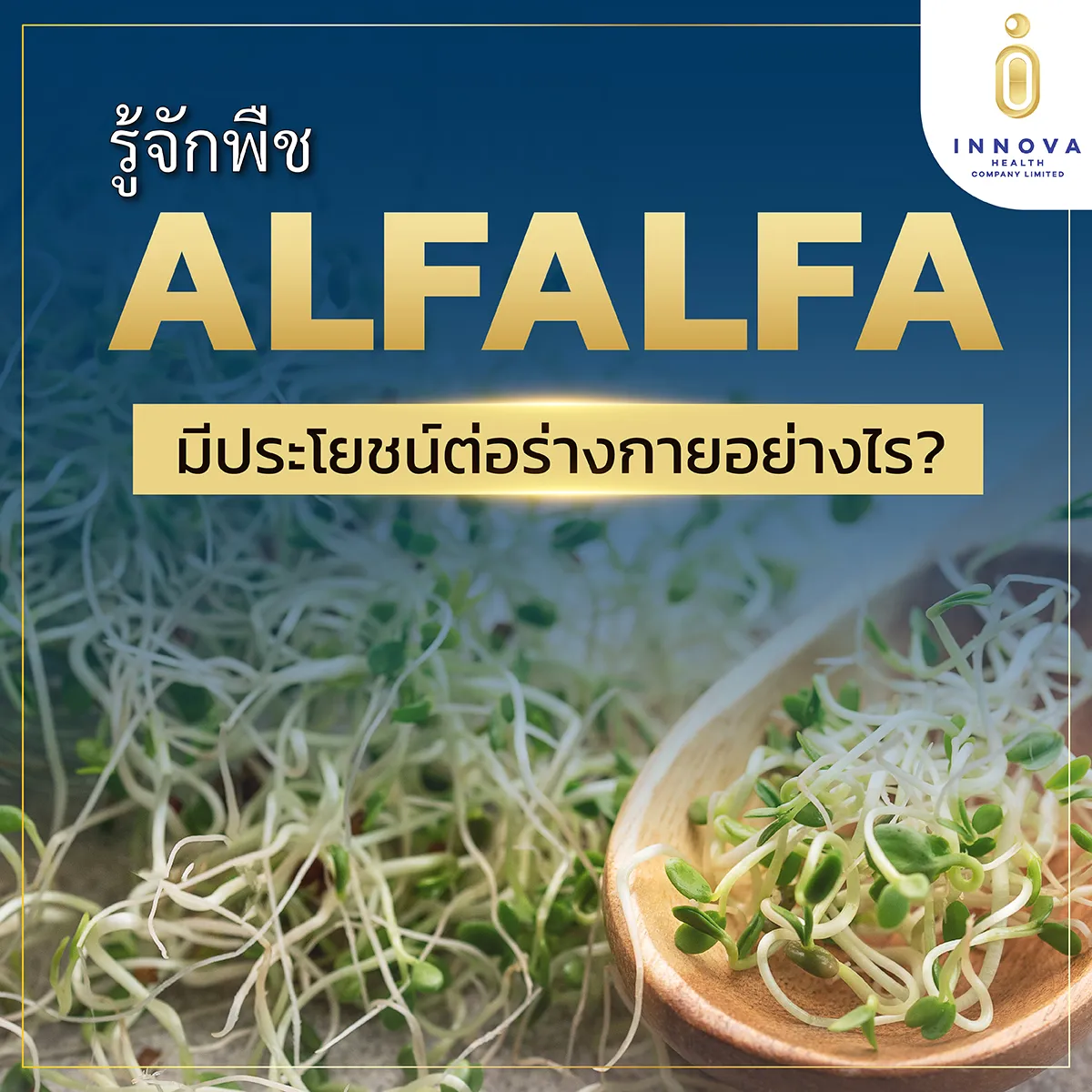 รู้จักพืชALFALFAมีประโยชน์ต่อร่างกายอย่างไร-0