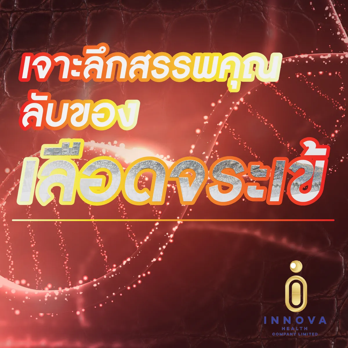 เจาะลึกสรรพคุณลับของเลือดจระเข้01-100
