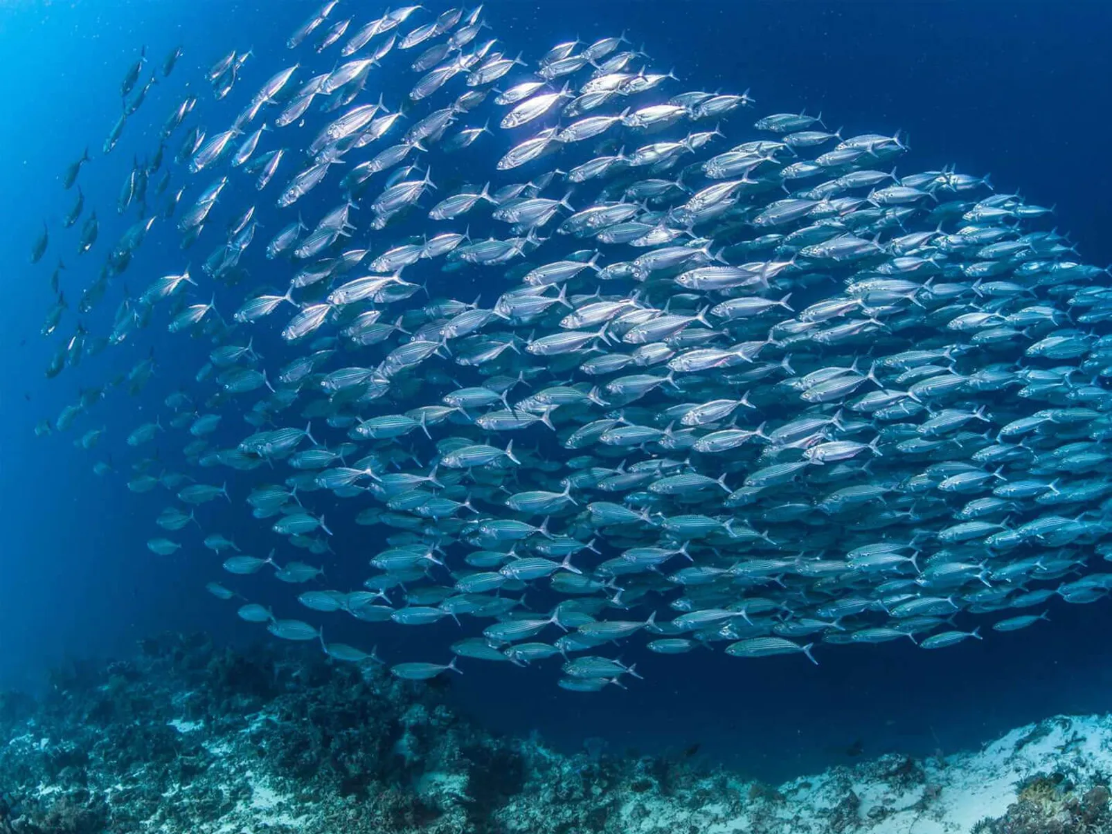 durban-sardine-run