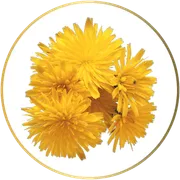 Dandelion-80