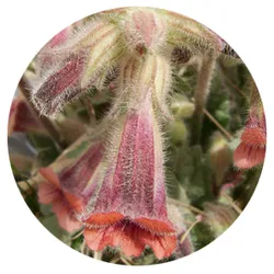 Rehmannia1
