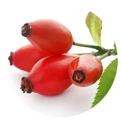 Rosehip
