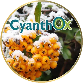 CyanthOx