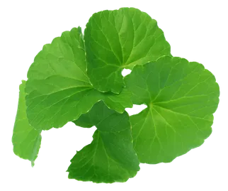 medicinal-thankuni-leaves-indian-subcontinent-white-background