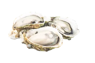 oysters