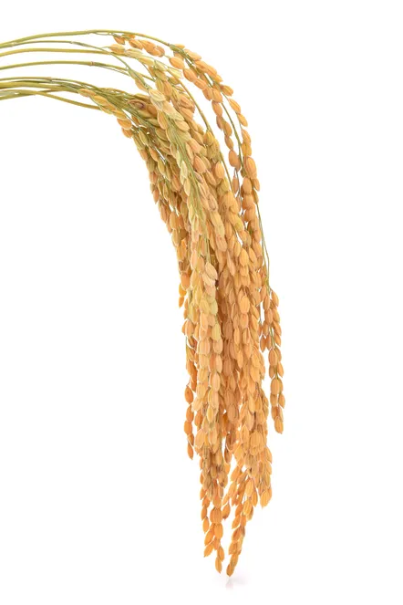 japanese-rice-ears-isolated-white-background