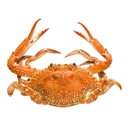 Chitosan
