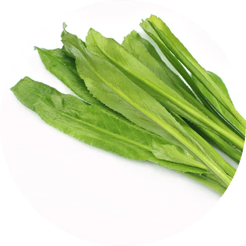 Culantrosawtooth