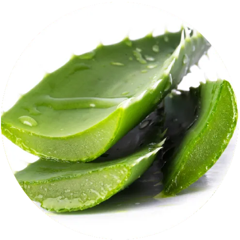 aloe