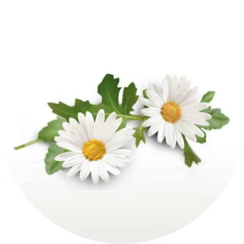 chamomile