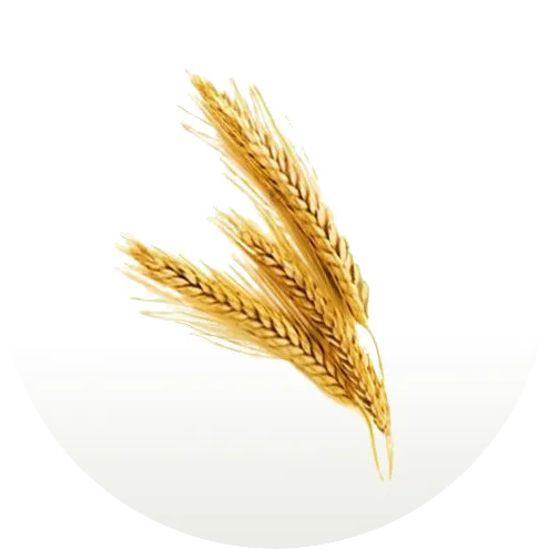 gaba