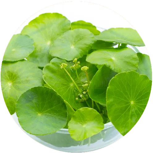 gotu