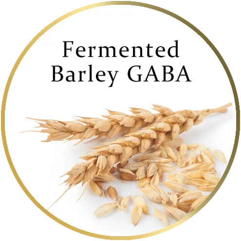 gaba fermented barley grain