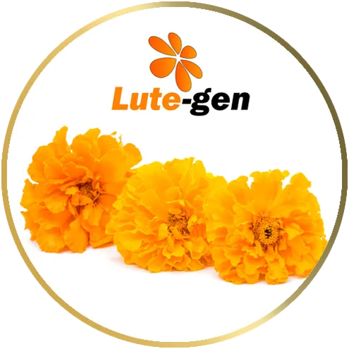 lute-gen