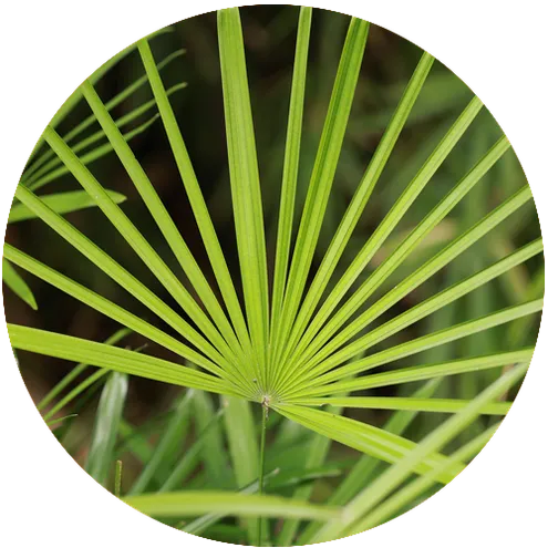 saw palmetto ป้องกันต่อมลูกหมากโต