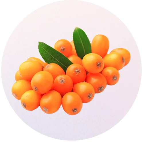 sea-buckthorn-berries