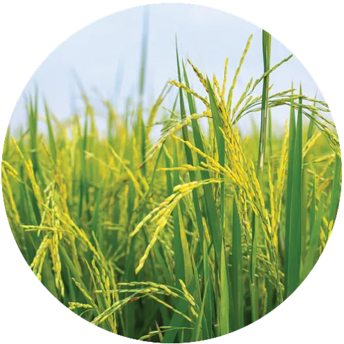 wheat