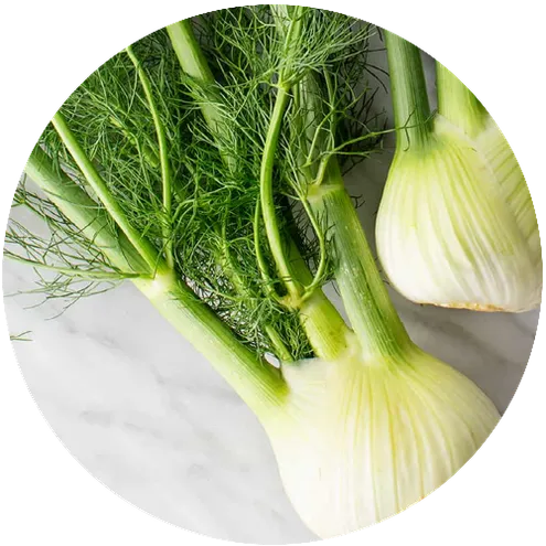 ยี่หร่าฝรั่ง