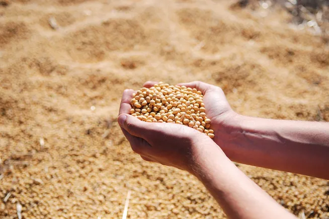 soybean-ga802356411920