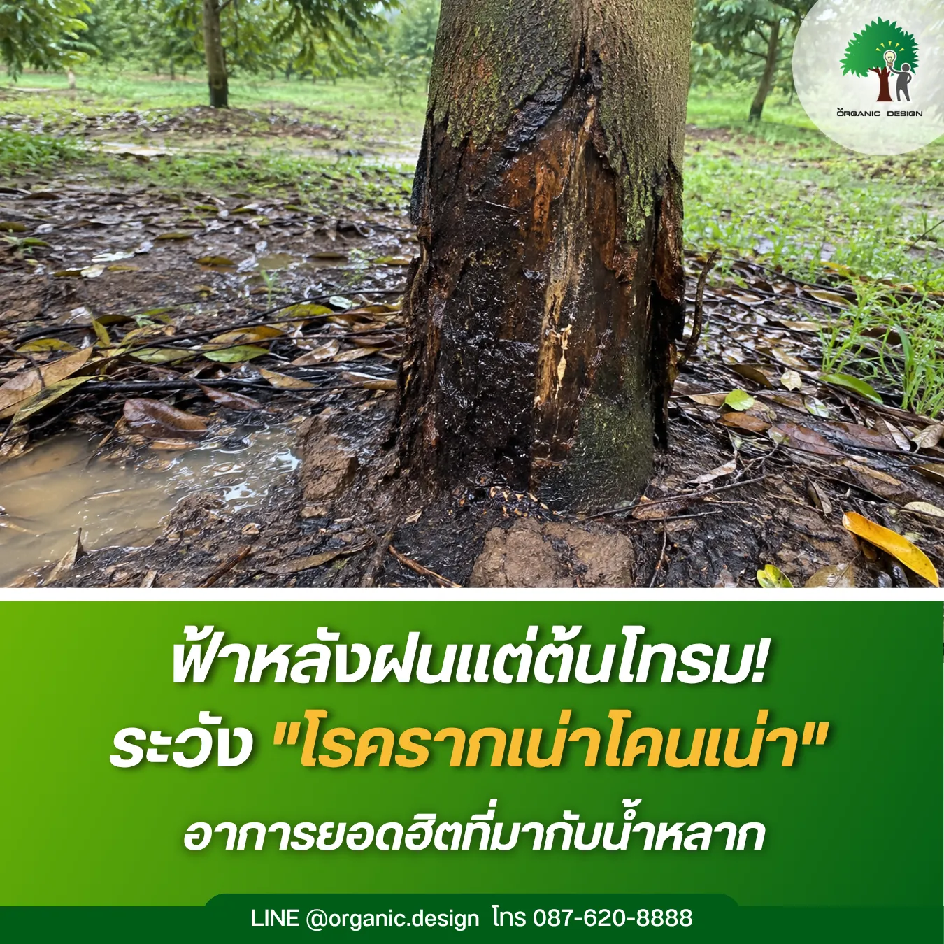 ฟ้าหลังฝนแต่ต้นโทรมระวังโรครากเน่าโคนเน่า