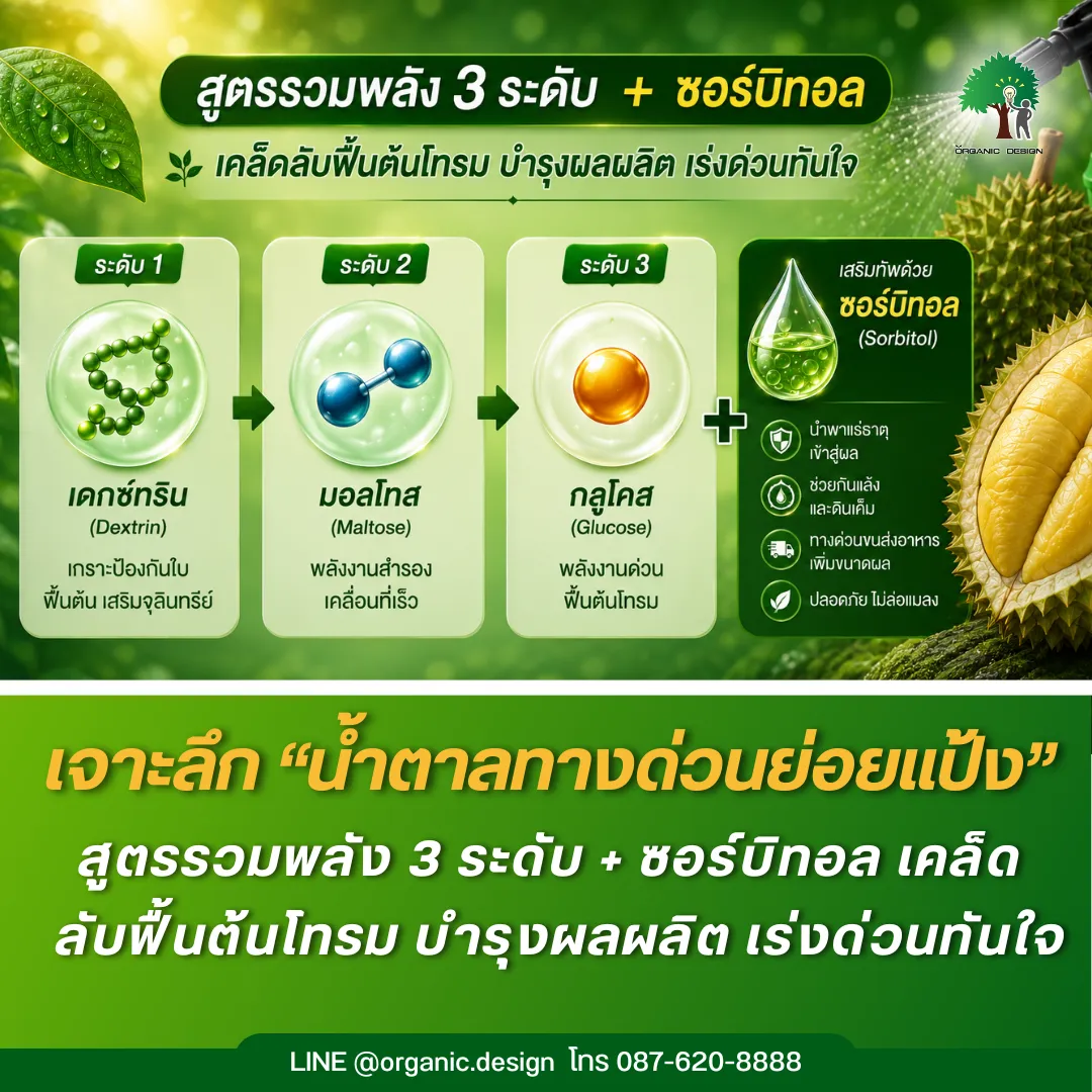 เจาะลึกน้ำตาลทางด่วนย่อยแป้ง