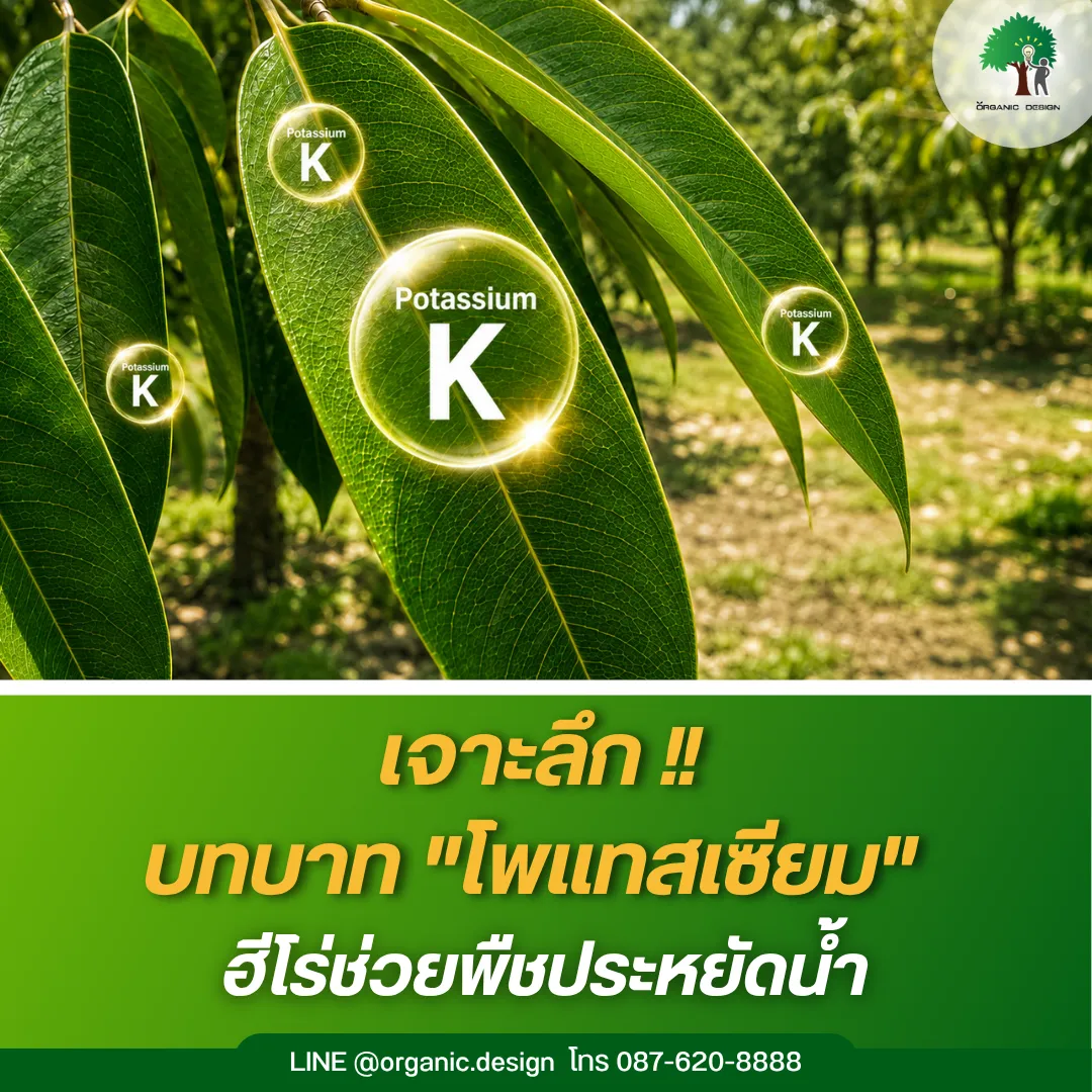 เจาะลึกบทบาทโพแทสเซียมฮีโร่ช่วยพืชประหยัดน้ำ