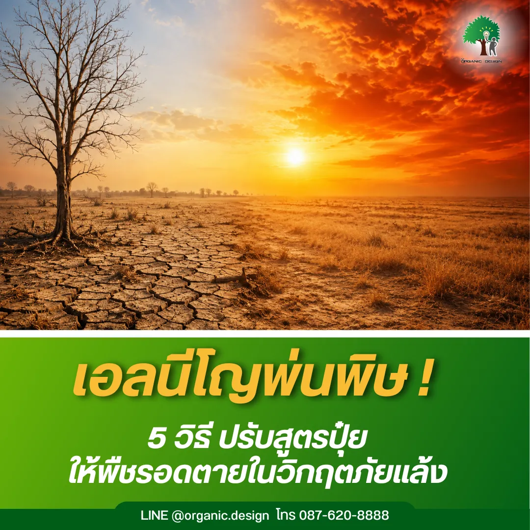 เอลนีโญพ่นพิษ5วิธีปรับสูตรปุ๋ยให้พืชรอดตายในวิกฤตภัยแล้ง