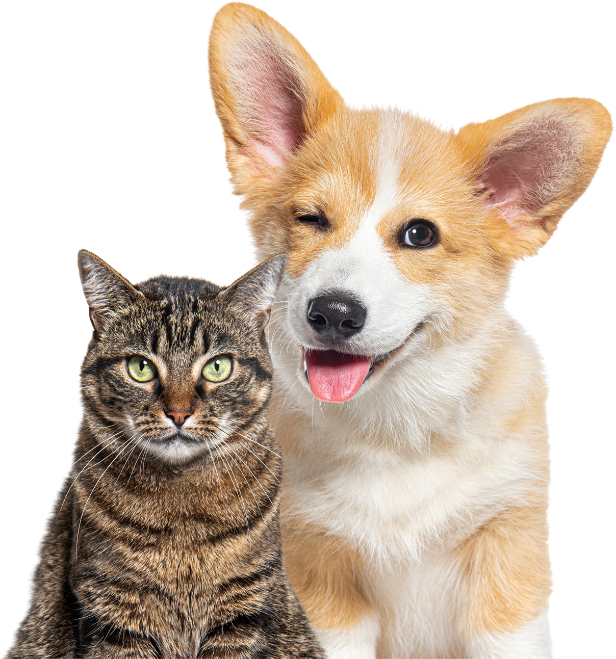 img-animal