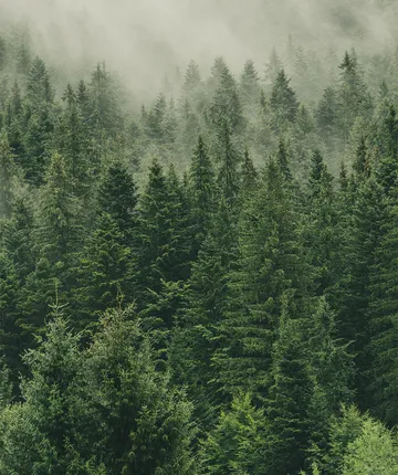 Green-Hotel0000scenic-landscape-nature-forest-hill