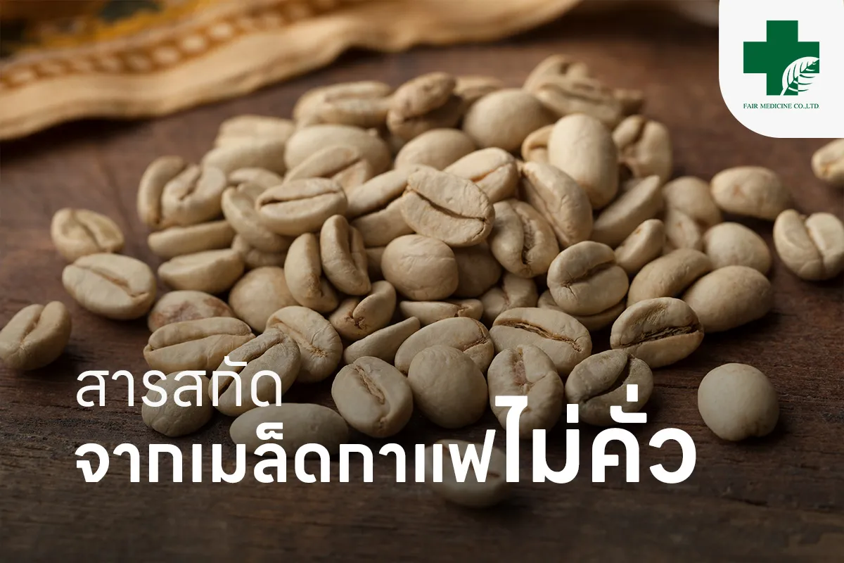 fairmedicinearticleสารสกัดจากเมล็ดกาแฟไม่คั่ว