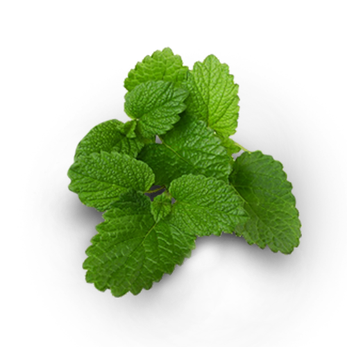 LEMON BALM EXTRACT
