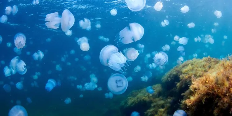 Jellyfish-blooms-and-impacts-on-marine-ecosystems