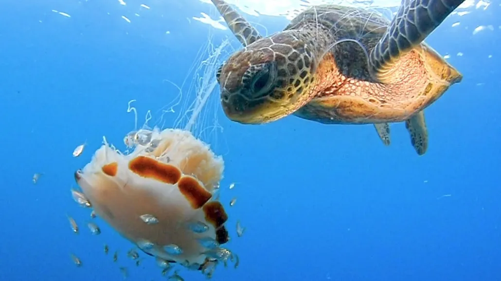 turtle-eating-jellyfish-1030x579