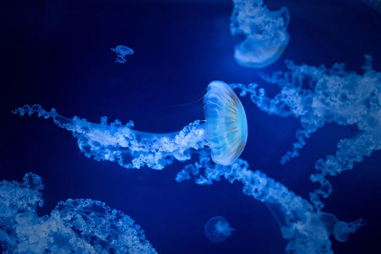 tynajanoch-jellyfish-77048041280