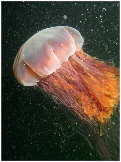 Lions-Mane-Jellyfish-253773756_4a74bde551_o