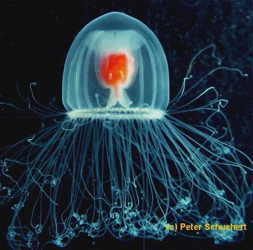 22558_turritopsis-rubra-medusa-copright-p-schuchert