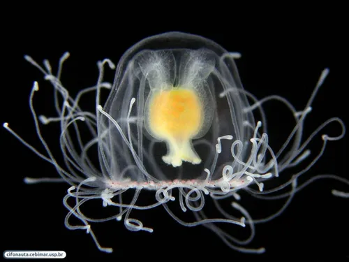 46636_turritopsis-nutricula-from-brazil-by-alvaro-e-migotto-http-cifonauta-cebimar-usp-br-photo-2181 (1)