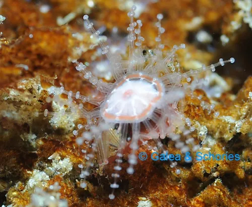 74251_staurocladia-vallentini-magellan-region-size-3-mm